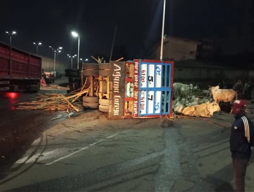 Truck Carrying Cows Overturns at Jos Secretariat Bridge, No Casualties